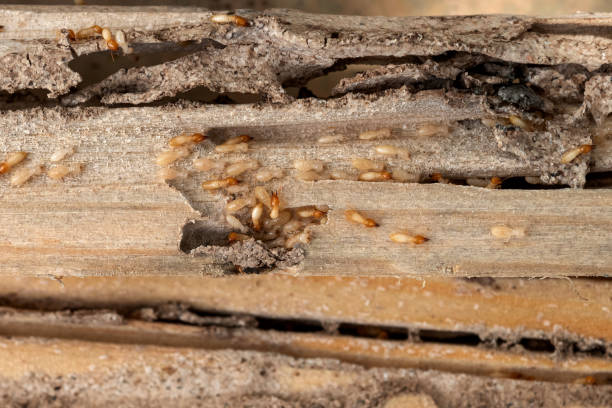 Best Flea Control Services  in South Patrick Shores, FL