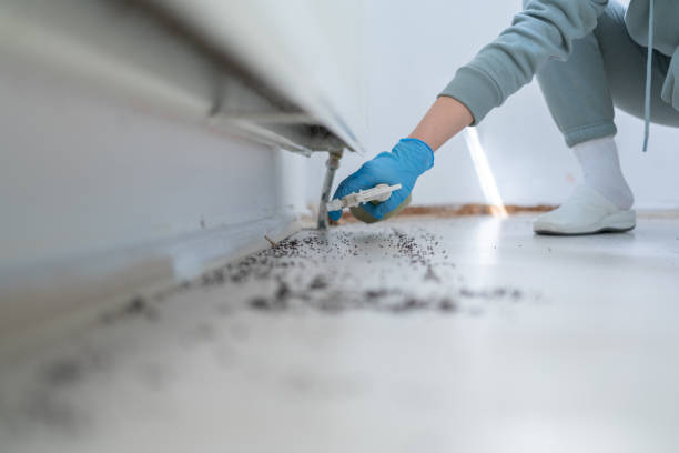 Wasp Removal Services in South Patrick Shores, FL